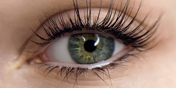 Formation privée recourbement de cils